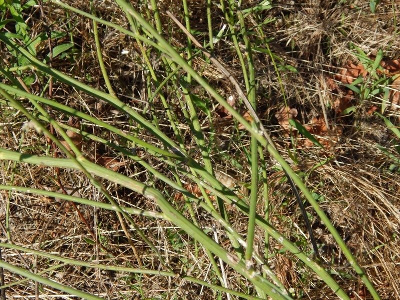 Chondrilla juncea